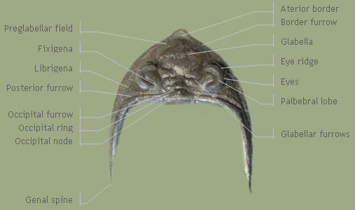 Cephalon dorsal