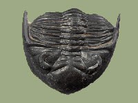 Trilobiten Logo Metacanthina barrandei