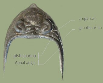 Cephalon dorsal Zlichovaspis sp.