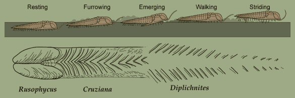 Essential behavioral pattern of trilobites